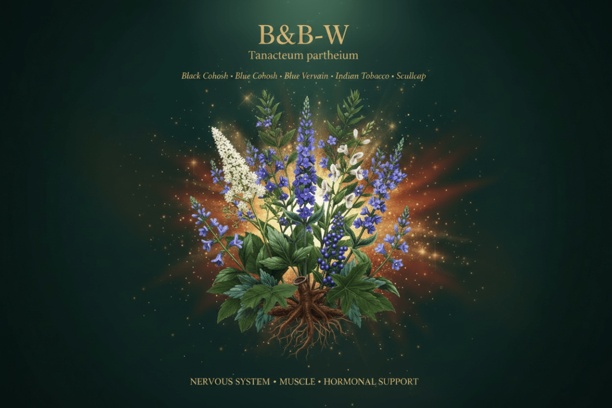B&B-W – Nervous System & Muscle Support | Black Cohosh, Blue Cohosh, Blue Vervain, Indian Tobacco & Scullcap, Tincture, Futures ETC