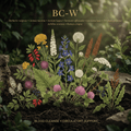 BC-W editorial image in golden botanical light