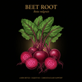 Beet Root (Beta vulgaris) – Liver Detox, Digestive & Cardiovascular Support, Tincture, Futures ETC