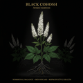 Black Cohosh & Blue Cohosh – Female Reproductive & Hormonal Health, Tincture, Futures ETC