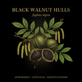 Black Walnut Hulls (Juglans nigra) – Antiparasitic, Digestive & Nerve Support, Tincture, Futures ETC