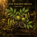 Black Walnut Hulls (Juglans nigra) – Antiparasitic, Digestive & Nerve Support, Tincture, Futures ETC