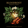 Blood Root [Red Root] (Sanguinaria canadensis) – Lymphatic, Digestive & Antimicrobial Support, Tincture, Futures ETC