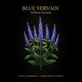 Blue Vervain (Verbena hastata) – Nerve, Hormonal & Stress Relief Support, Tincture, Futures ETC