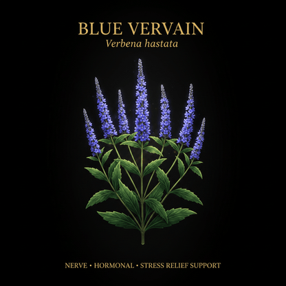 Blue Vervain (Verbena hastata) – Nerve, Hormonal & Stress Relief Support, Tincture, Futures ETC