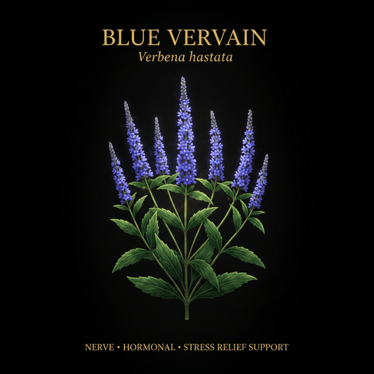Blue Vervain (Verbena hastata) – Nerve, Hormonal & Stress Relief Support, Tincture, Futures ETC
