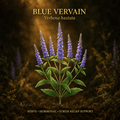 Blue vervain botanical editorial image with gold serif text