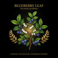Blueberry Leaf (Vaccinium myrtilloides) – Cognitive, Blood Sugar & Antioxidant Support, Tincture, Futures ETC
