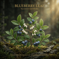 Blueberry leaf editorial image in golden woodland light