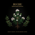 Buchu (Agathosma betulina) – Urinary, Digestive & Anti - Inflammatory Support, Tincture, Futures ETC