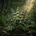 Bugleweed editorial image in golden botanical light
