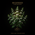 Bugleweed (Lycopus americanus) – Thyroid, Heart & Circulatory Support, Tincture, Futures ETC