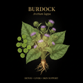 Burdock (Arctium) – Blood Purifier, Liver & Digestive Detox Support, Tincture, Futures ETC