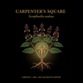 Carpenters Square (Figwort) (Scrophularia marilandica), Tincture, Futures ETC