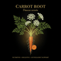 Carrot Root (Daucus carota) – Vision, Nerve & Antioxidant Support, Tincture, Futures ETC