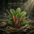 Cascara sagrada editorial image in golden woodland light