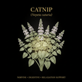 Catnip (Nepeta cataria) – Calming, Digestive & Sleep Support, Tincture, Futures ETC