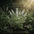 Catnip editorial image in golden botanical light