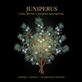 Cedar Berries (Juniperus) – Kidney, Digestive & Immune Support, Tincture, Futures ETC