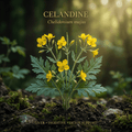 Celandine editorial image in golden botanical light