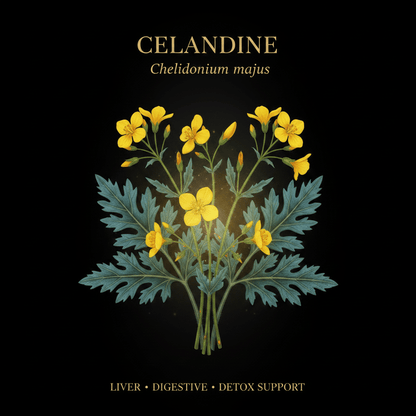 Celandine (Chelidonium majus) – Liver, Gallbladder & Circulatory Support, Tincture, Futures ETC