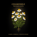 Chamomile (Matricaria recutita) – Calming, Hormonal & Digestive Support, Tincture, Futures ETC