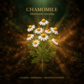 Chamomile (Matricaria recutita) – Calming, Hormonal & Digestive Support, Tincture, Futures ETC