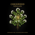 Chickweed (Stellaria media) – Metabolism, Skin & Anti - Inflammatory Support, Tincture, Futures ETC