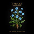 Chicory (Cichorium intybus) – Liver, Prebiotic & Digestive Support, Tincture, Futures ETC