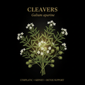 Cleavers (Galium aparine) for Lymphatic, Kidney & Skin Health, Tincture, Futures ETC