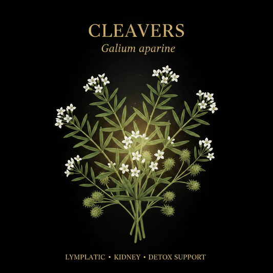Cleavers (Galium aparine) for Lymphatic, Kidney & Skin Health, Tincture, Futures ETC
