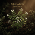 Cleavers botanical editorial image with gold serif text