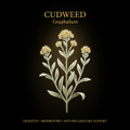 Cudweed (Gnaphalium) – Digestive, Respiratory & Anti - Inflammatory Support, Tincture, Futures ETC