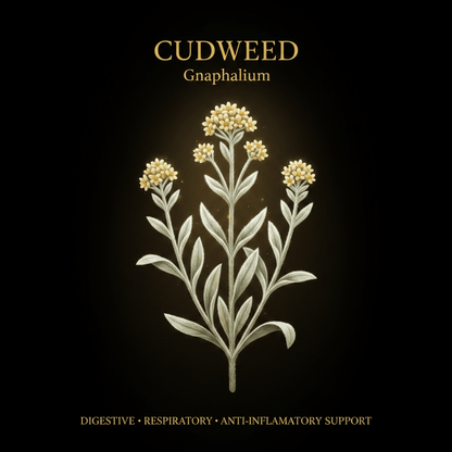 Cudweed (Gnaphalium) – Digestive, Respiratory & Anti - Inflammatory Support, Tincture, Futures ETC