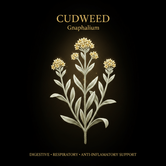 Cudweed (Gnaphalium) – Digestive, Respiratory & Anti - Inflammatory Support, Tincture, Futures ETC