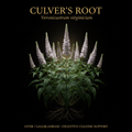 Culver's Root [Blackroot] (Veronicastrum virginicum) – Liver, Gallbladder & Digestive Cleanse Support, Tincture, Futures ETC