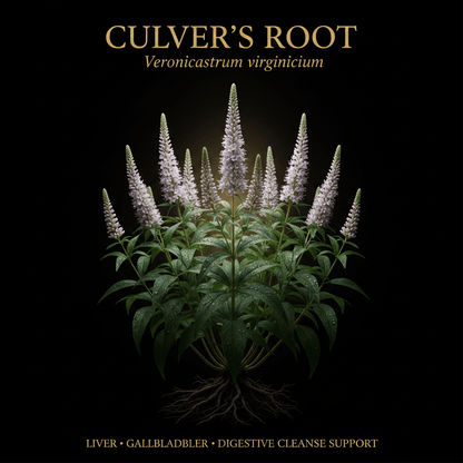 Culver's Root [Blackroot] (Veronicastrum virginicum) – Liver, Gallbladder & Digestive Cleanse Support, Tincture, Futures ETC