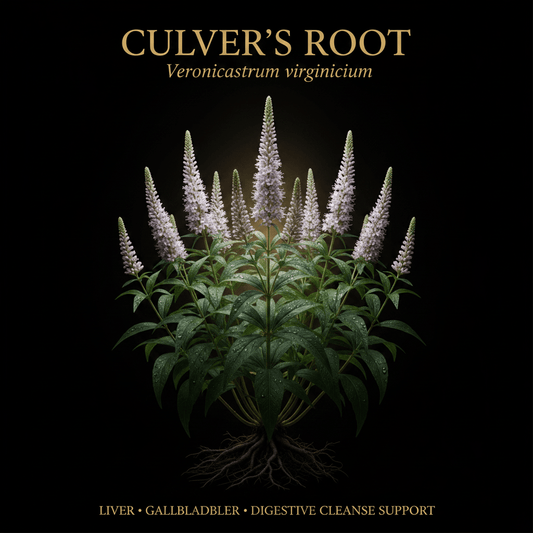 Culver's Root [Blackroot] (Veronicastrum virginicum) – Liver, Gallbladder & Digestive Cleanse Support, Tincture, Futures ETC