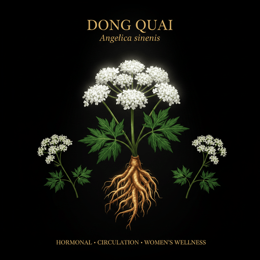 Dong Quai (Angelica sinensis) – Women's Hormonal Balance & Circulation Support, Tincture, Futures ETC