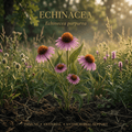 Echinacea editorial image in golden prairie light