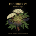Elderberry (Sambucus nigra) – Immune, Antiviral & Respiratory Support, Tincture, Futures ETC