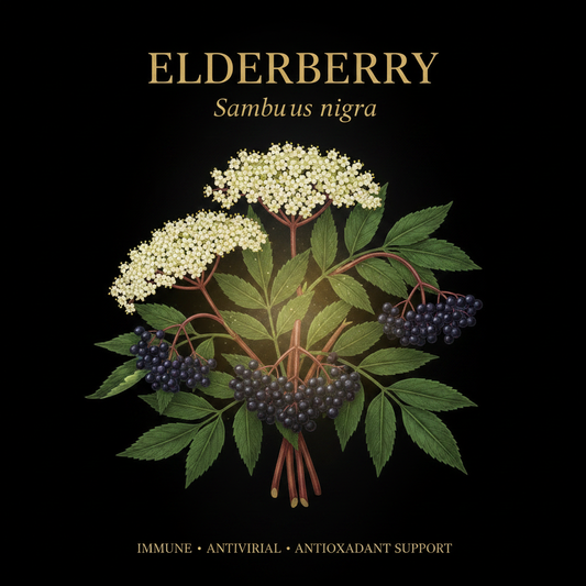 Elderberry - Sambucus nigra