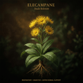 Elecampane botanical editorial image with gold serif text
