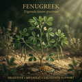 Fenugreek editorial image in golden botanical light