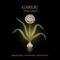 Garlic (Allium sativum) – Cardiovascular, Antimicrobial & Immune Support, Tincture, Futures ETC