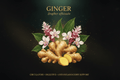 Ginger (Zingiber officinale) – Circulatory, Digestive & Anti-Inflammatory Support, Tincture, Futures ETC