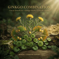 Ginkgo Combination editorial image in golden botanical light