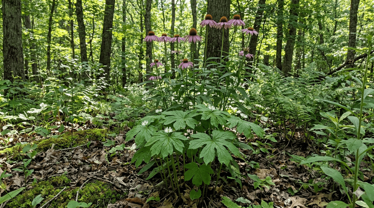 Golden Seal & Echinacea, Tincture, Futures ETC