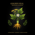 Golden Seal (Hydrastis canadensis) – Antimicrobial, Digestive & Immune Support, Tincture, Futures ETC