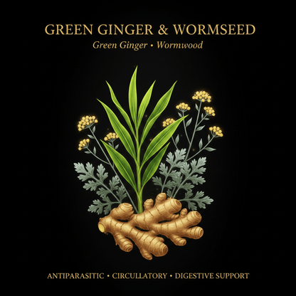 Green Ginger & Wormseed – Antiparasitic, Circulatory & Digestive Support, Tincture, Futures ETC